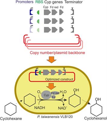 Maximizing Biocatalytic Cyclohexane Hydroxylation by Modulating Cytochrome P450 Monooxygenase Expression in P. taiwanensis VLB120